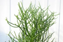 Cách chữa viêm xoang “cực đỉnh” bằng cây giao