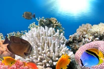 San hô có phải là động vật?