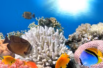 San hô có phải là động vật?