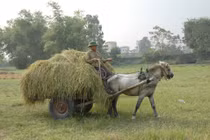 Sức kéo của ngựa 