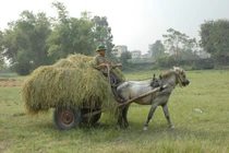 Sức kéo của ngựa 