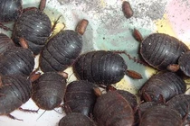 Gián đất và gián nhà khác nhau như thế nào?