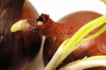 Vì sao củ hành nảy mầm dù phơi khô?