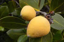 Cây mắm ổi chữa ung thư