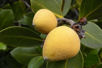 Cây mắm ổi chữa ung thư