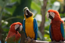 Vì sao chim biết nói tiếng người?