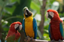 Vì sao chim biết nói tiếng người?