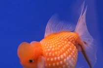 Tuổi thọ của cá vàng cảnh