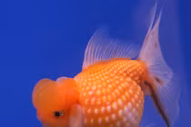 Tuổi thọ của cá vàng cảnh