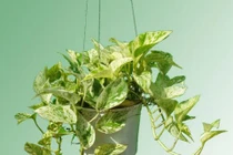 Trồng cây vạn niên thanh bằng đất hay nước?