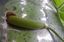 Lý giải chuyện ong chích làm quả bầu cong