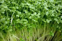 Thuốc kích rau mầm mọc nhanh "giấu" thành phần