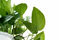 Cách chăm sóc cây vạn niên thanh