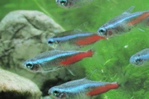 Lý giải hiện tương cá thích bơi ngược dòng