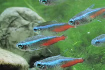 Lý giải hiện tương cá thích bơi ngược dòng