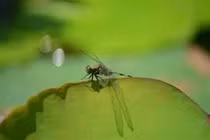 Lý giải chuyện côn trùng bay thấp thì trời mưa