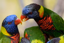 Vì sao chim nói được tiếng người?