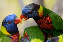 Vì sao chim nói được tiếng người?