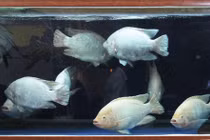 Phong thủy: Số lượng cá hợp mệnh gia chủ