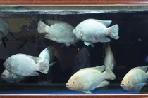 Phong thủy: Số lượng cá hợp mệnh gia chủ