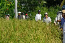 Giải mã thành công gen lúa cổ Việt Nam