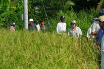 Giải mã thành công gen lúa cổ Việt Nam