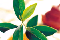 Lá chè xanh trị tiểu đường