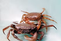 Cua đồng chữa ho, tức ngực 