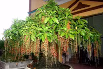 Phong thủy: Chọn cây trồng trước cửa nhà