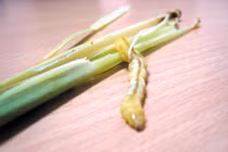 Công dụng của “Đông trùng hạ thảo Nam“