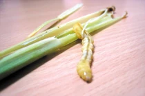 Công dụng của “Đông trùng hạ thảo Nam“