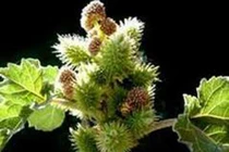 Ké đầu ngựa chữa bướu cổ