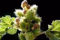 Ké đầu ngựa chữa bướu cổ