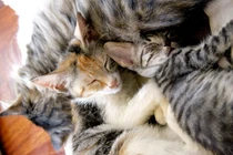 Lý giải hiện tượng chó ngủ giấu mõm, mèo ngủ cài tai