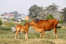 Động vật có linh hồn?