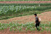 Thời gian cách ly thuốc trừ sâu