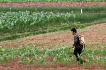 Thời gian cách ly thuốc trừ sâu