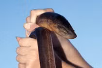 Vì sao lươn có nhớt trên mình?