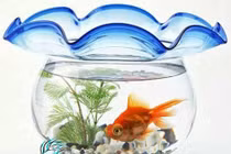 Cá cảnh khó sống trong bình thủy tinh