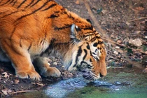 “Tuyệt chiêu” cầm máu của loài hổ dữ