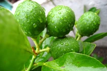 Cách làm cây chanh ra quả trái mùa