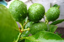 Cách làm cây chanh ra quả trái mùa