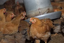 Vì sao thịt gà ta ngon hơn gà công nghiệp?