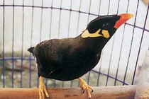 Chim nói tiếng người có bộ não đặc biệt hơn