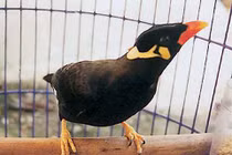 Chim nói tiếng người có bộ não đặc biệt hơn