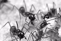 Hướng dẫn cách diệt kiến an toàn, hiệu quả