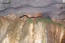 Bí ẩn “trăn tu” 700 tuổi gác bia Ma Nhai