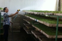 Truy tìm chất độc kích thích rau mầm mọc nhanh