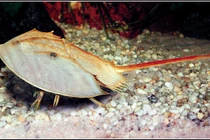 Tử vong vì ngộ độc so, sam biển