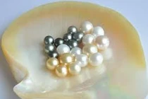 Ngọc trai sò sinh ra từ đâu?